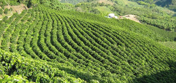 コロンビアのコーヒー産地の文化的景観